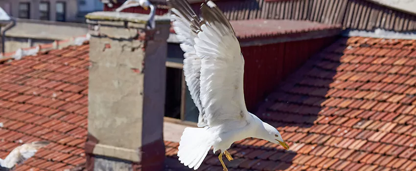 Residential Chimney Animal Removal Solution in Zion, IL